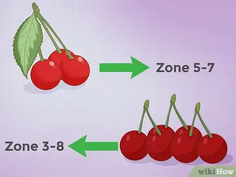 Imagen titulada Plant Cherry Seeds Step 2