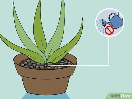 Imagen titulada Revive a Dying Aloe Vera Plant Step 6