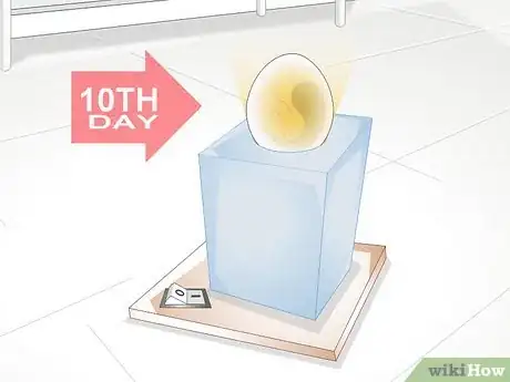 Imagen titulada Use an Incubator to Hatch Eggs Step 18