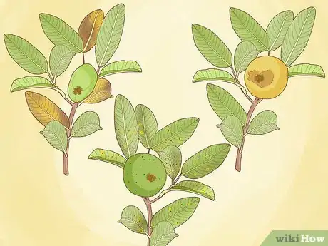 Imagen titulada Plant Guava Trees Step 13