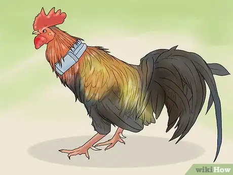 Imagen titulada Stop a Rooster from Crowing Step 13