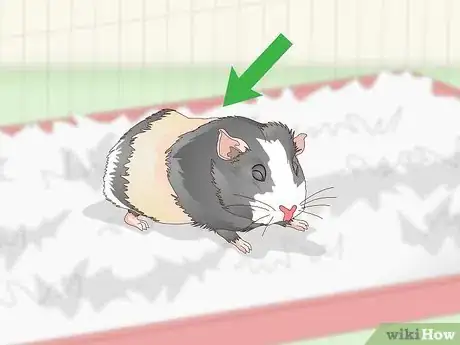 Imagen titulada Keep Your Guinea Pig Cool in Hot Weather Step 10