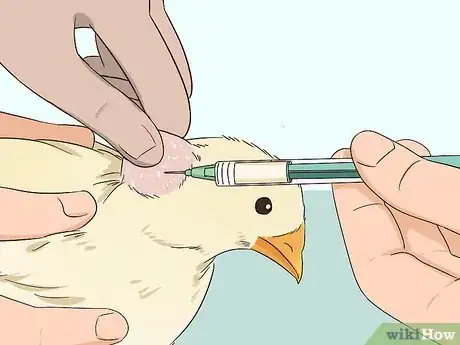 Imagen titulada Vaccinate Chickens Step 8