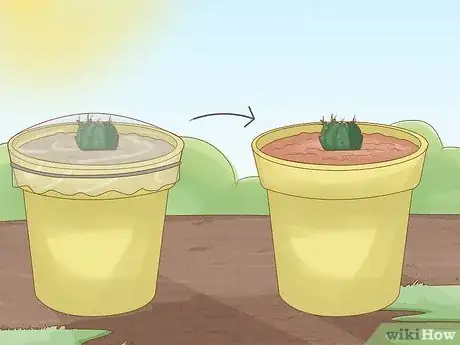 Imagen titulada Grow a Cactus Step 7