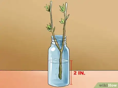 Imagen titulada Propagate Rose of Sharon Cuttings Step 5