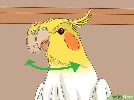 Imagen titulada Understand Cockatiel Gestures Step 13