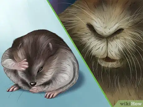 Imagen titulada Diagnose Hamster Respiratory Illnesses Step 3