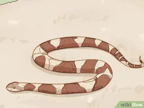 Imagen titulada Pick up a Snake Step 11