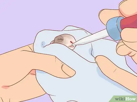 Imagen titulada Nurse a Baby Rabbit Step 15
