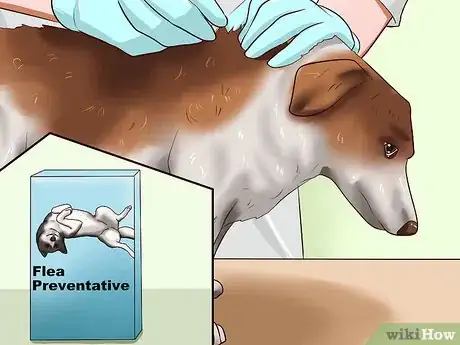 Imagen titulada Solve Your Dog's Skin and Scratching Problems Step 1