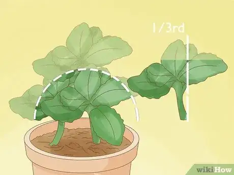 Imagen titulada Prune Kalanchoe Step 5