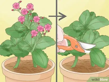 Imagen titulada Prune Kalanchoe Step 4