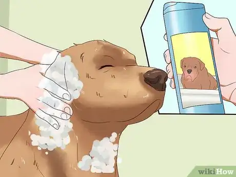 Imagen titulada Solve Your Dog's Skin and Scratching Problems Step 3