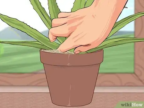 Imagen titulada Grow and Use Aloe Vera for Medicinal Purposes Step 4