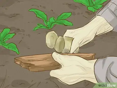 Imagen titulada Get Rid of Garden Snails Step 2