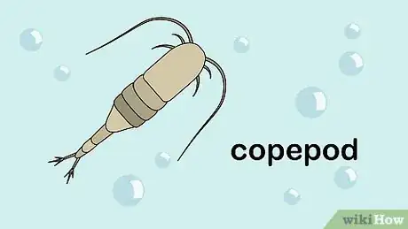 Imagen titulada Grow Copepods Step 7