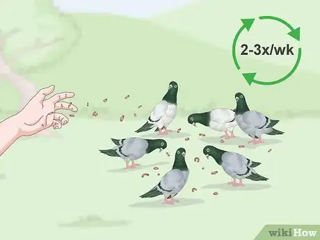 Imagen titulada Feed Pigeons Step 14