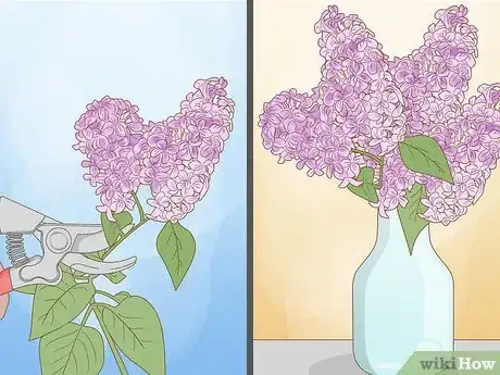 Imagen titulada Grow Lilacs Step 8