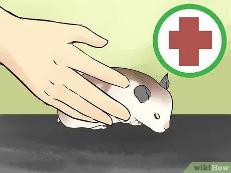 Imagen titulada Prevent Poisoning in Hamsters Step 10