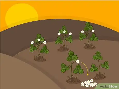 Imagen titulada Grow Strawberries Step 19