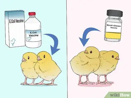 Imagen titulada Vaccinate Chickens Step 1