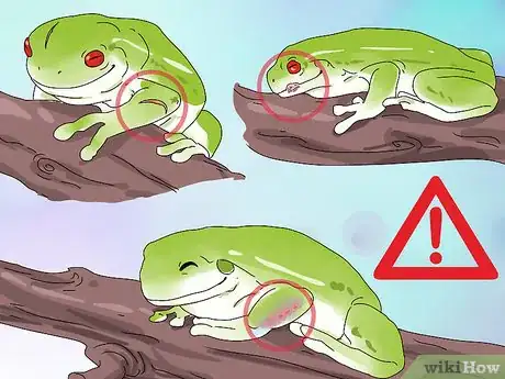 Imagen titulada Diagnose Your Tree Frog's Illness Step 6