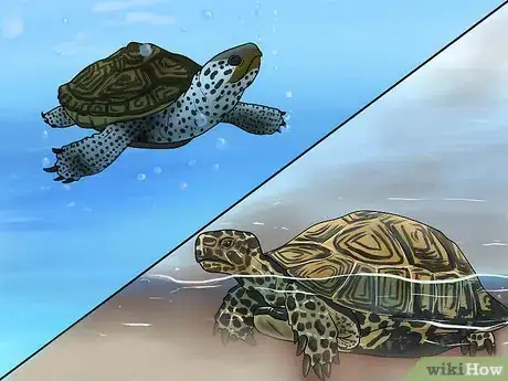 Imagen titulada Tell the Difference Between a Tortoise, Terrapin and Turtle Step 1