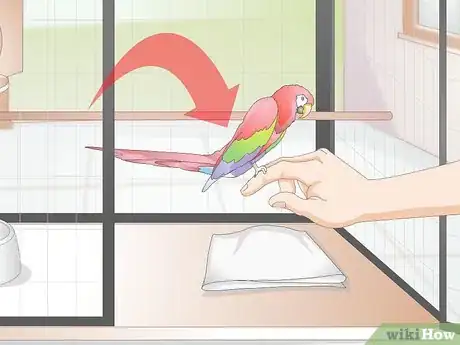 Imagen titulada Toilet Train a Parrot Step 4