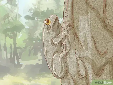 Imagen titulada Tell if Your Tree Frog Is Male or Female Step 8