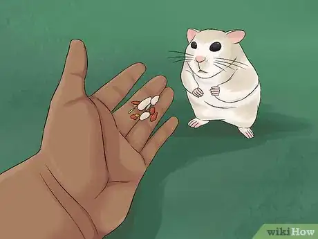 Imagen titulada Have Fun With Your Hamster Step 4