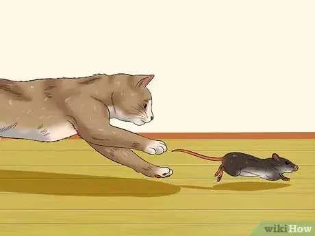 Imagen titulada Train a Cat to Be Outdoor Safe and a Good Rodent Catcher Step 7