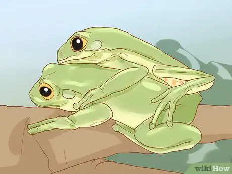 Imagen titulada Tell if Your Tree Frog Is Male or Female Step 7