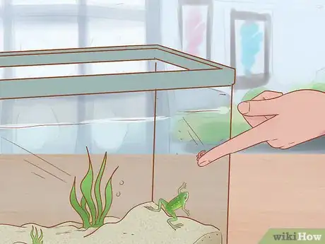 Imagen titulada Play with Your African Dwarf Frog Step 7