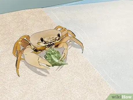 Imagen titulada Look After Pet Crabs Step 9