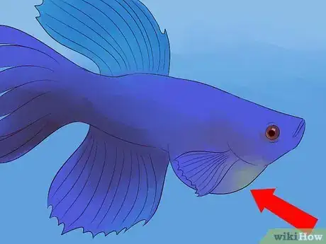 Imagen titulada Tell if a Betta Fish Is Sick Step 9