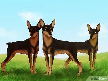 Imagen titulada Identify a Miniature Pinscher Step 7