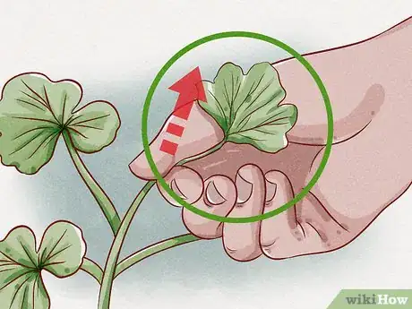 Imagen titulada Prune Geraniums Step 6