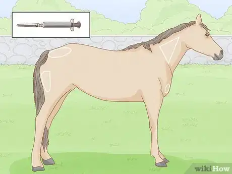 Imagen titulada Give a Horse an Injection Step 10