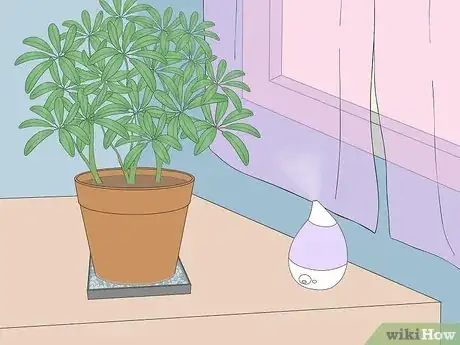 Imagen titulada Care for a Dwarf Umbrella Plant Step 3