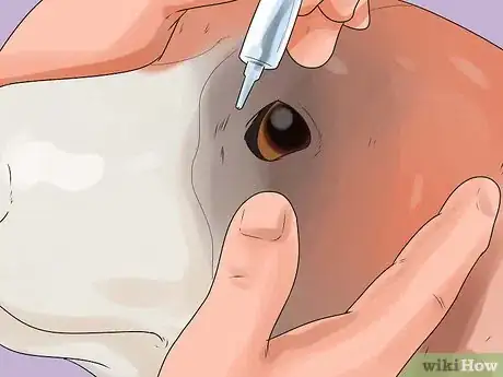 Imagen titulada Give Your Dog Eye Drops Step 9