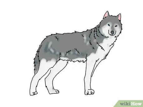 Imagen titulada Draw a Wolf Step 8