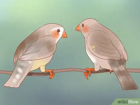 Imagen titulada Know if Finches Are Right for You Step 5