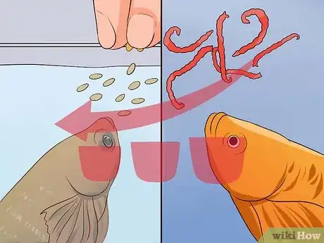 Imagen titulada Tell if a Betta Fish Is Sick Step 12