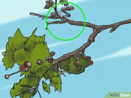 Imagen titulada Identify a Sycamore Tree Step 10