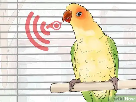 Imagen titulada Interact with Your Conure Step 4