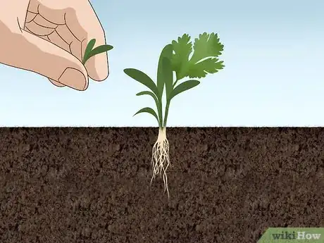 Imagen titulada Grow Cilantro Step 5