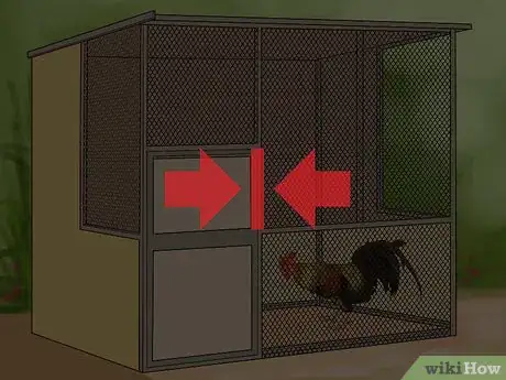 Imagen titulada Stop a Rooster from Crowing Step 4