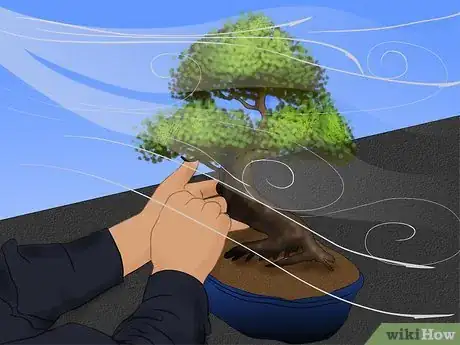 Imagen titulada Care for a Chinese Elm Bonsai Tree Step 3