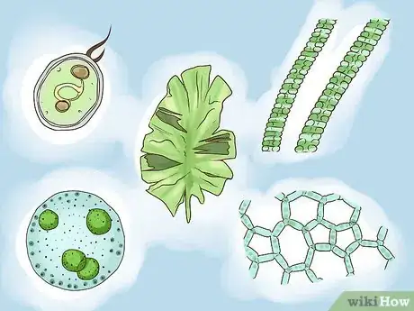 Imagen titulada Grow Algae Step 5