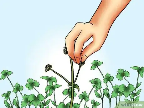 Imagen titulada Harvest Parsley Step 10